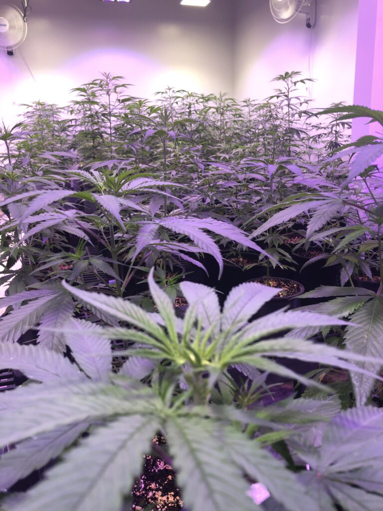 Agrozen Life Sciences Hemp Plant