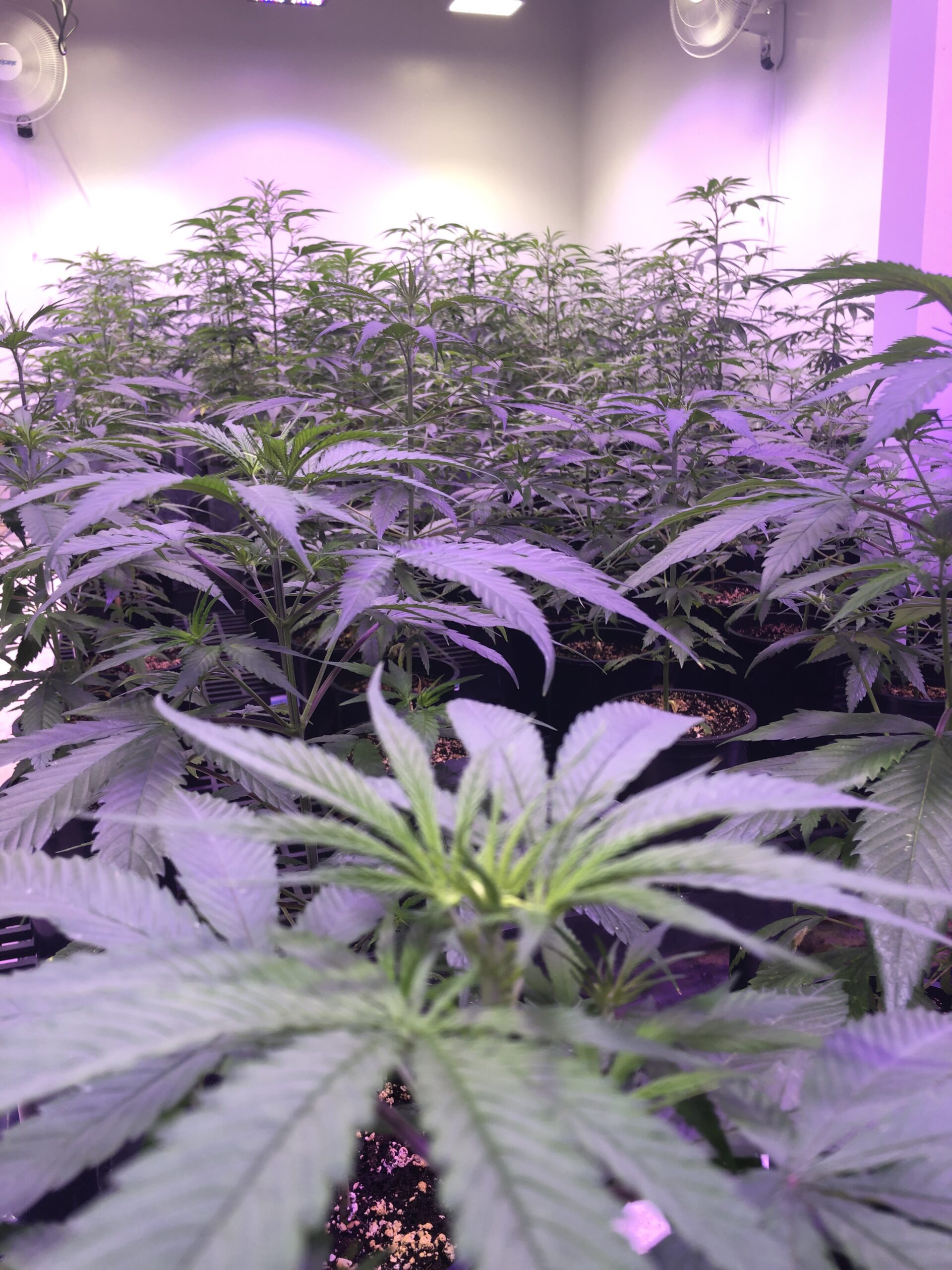 Agrozen Life Sciences Hemp Plant